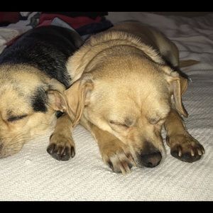 Meet your Posher, Cerice